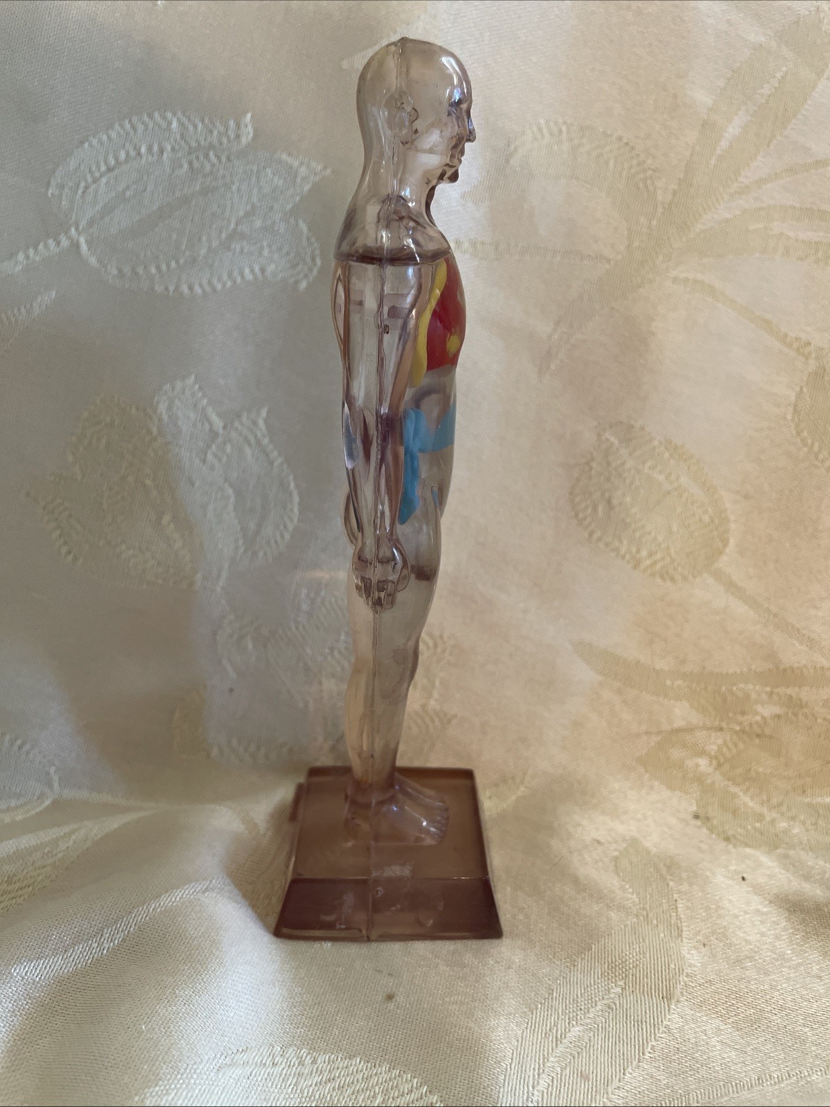 Vintage Diuril Hydro Male Medical Anatomy, 6.5″