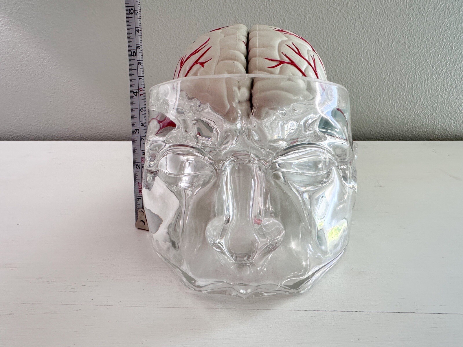 UCB Pharma Lucite Head Skull Brain Model Medical Pharmaceutical Science Display