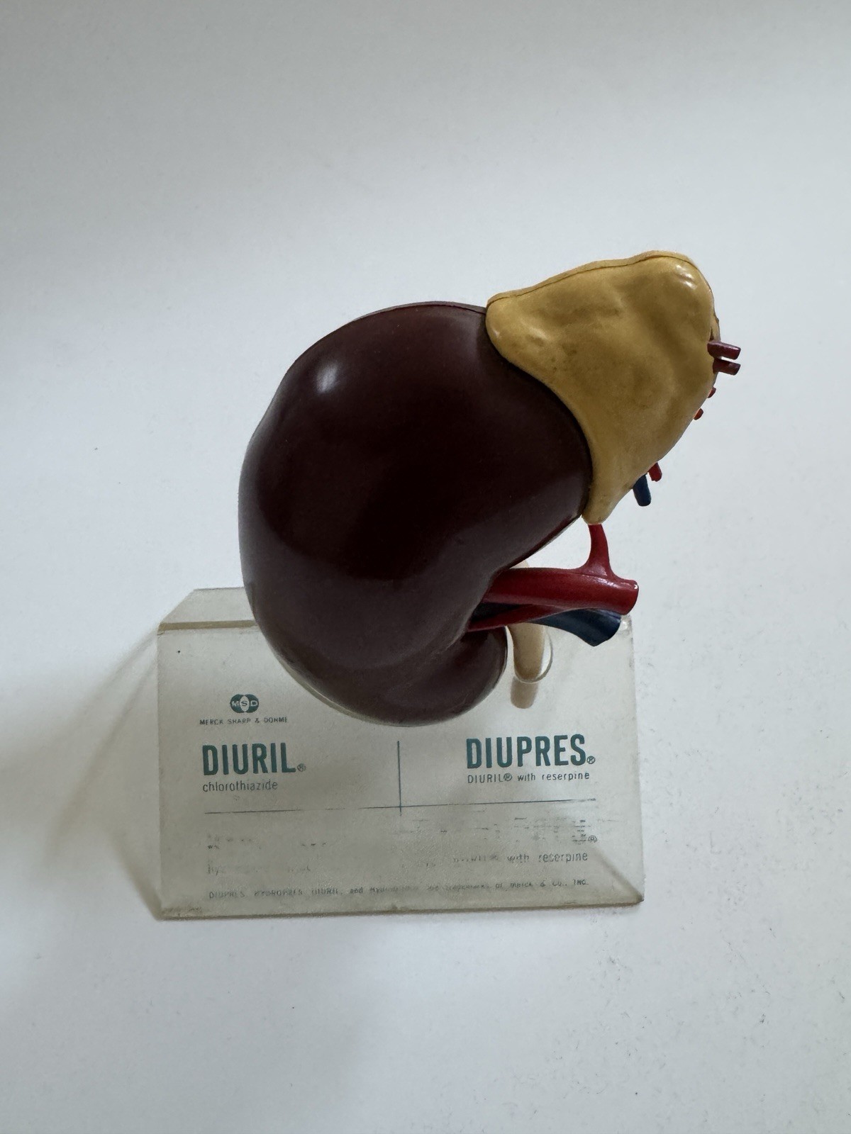 Vintage Merck Sharp & Dohme Models Kidney & Artery (DIURIL)