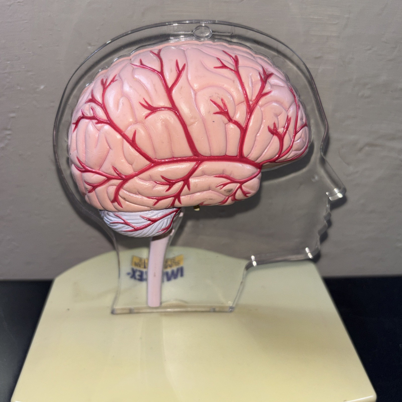 Imitrex Hemi-Brain Model @