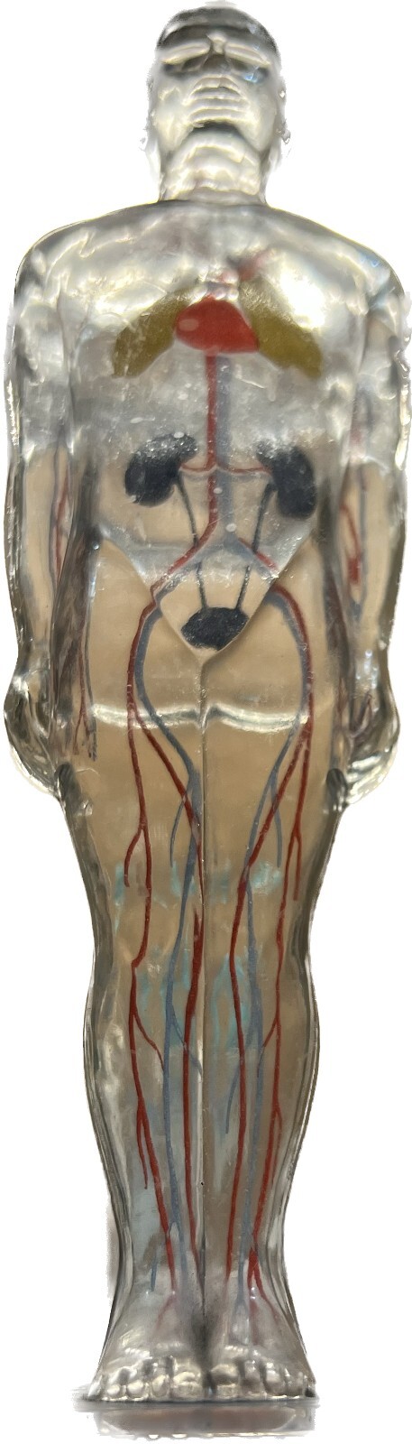 RARE DIURIL VINTAGE MEDICAL ADVERTISING ANATOMY FIGURINE VISIBLE MALE MERCK & CO