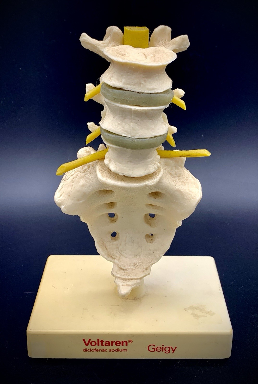 Rare Geigy Voltaren Medical Advertising Spine Model – Anatomical Lumbar/Sacrum