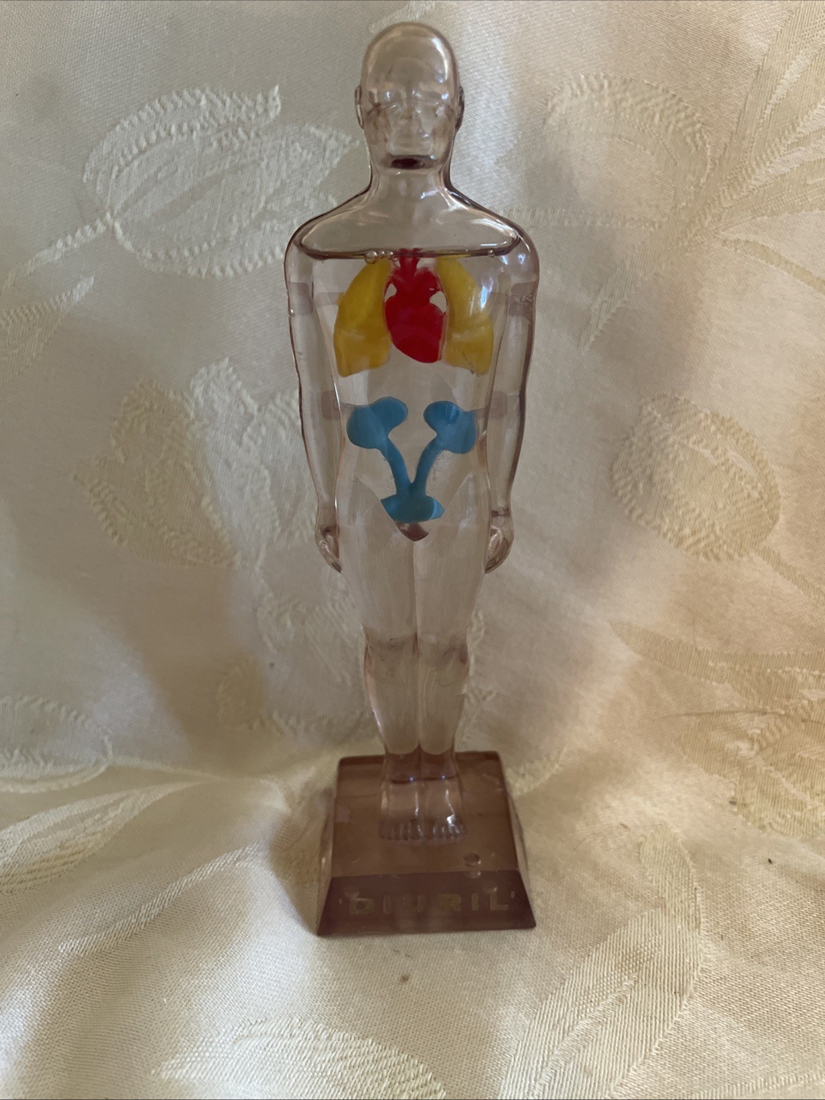 Vintage Diuril Hydro Male Medical Anatomy, 6.5″