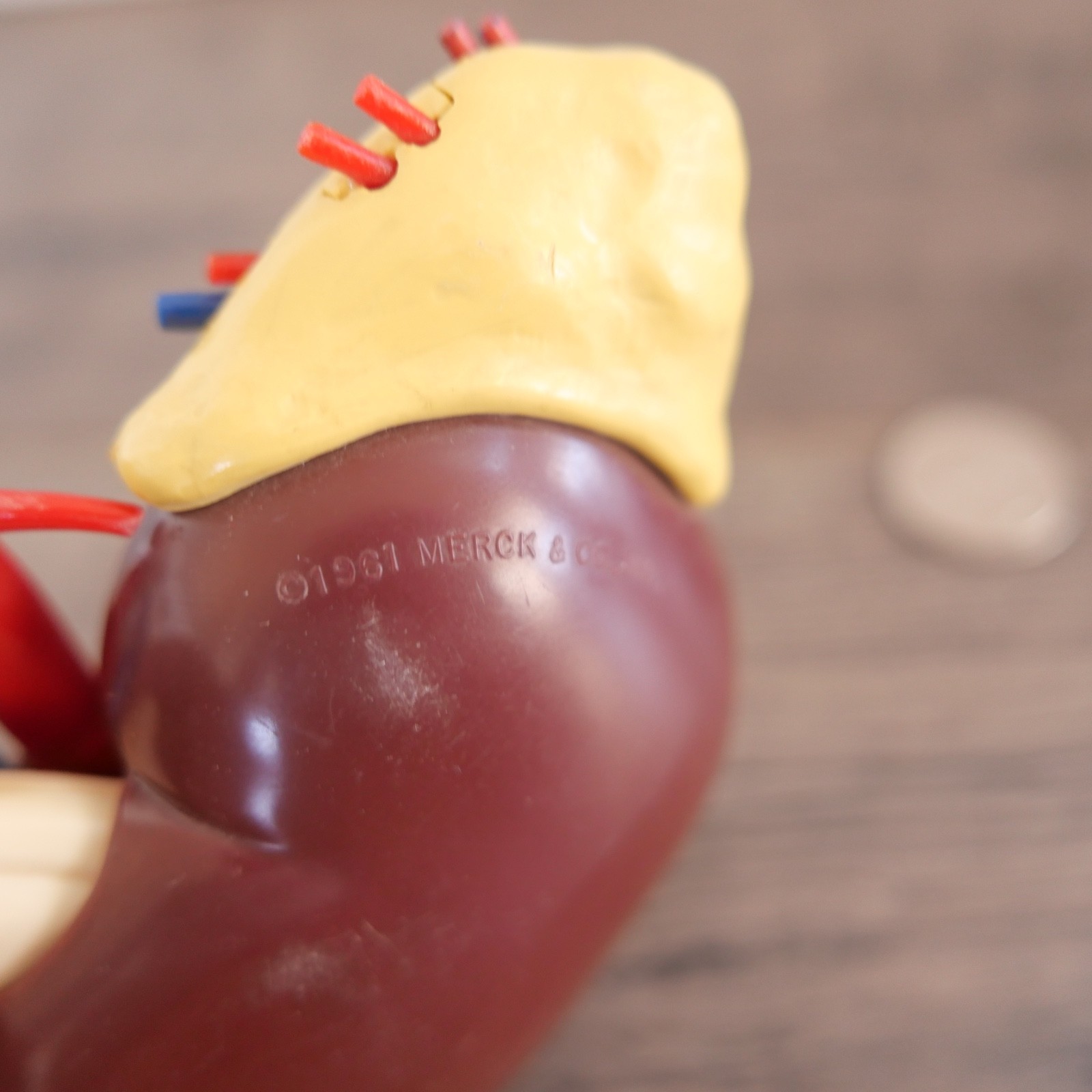 Vintage 1961 Merck & Co Pharmaceuticals Plastic Model Human Kidney Organ 5″ set
