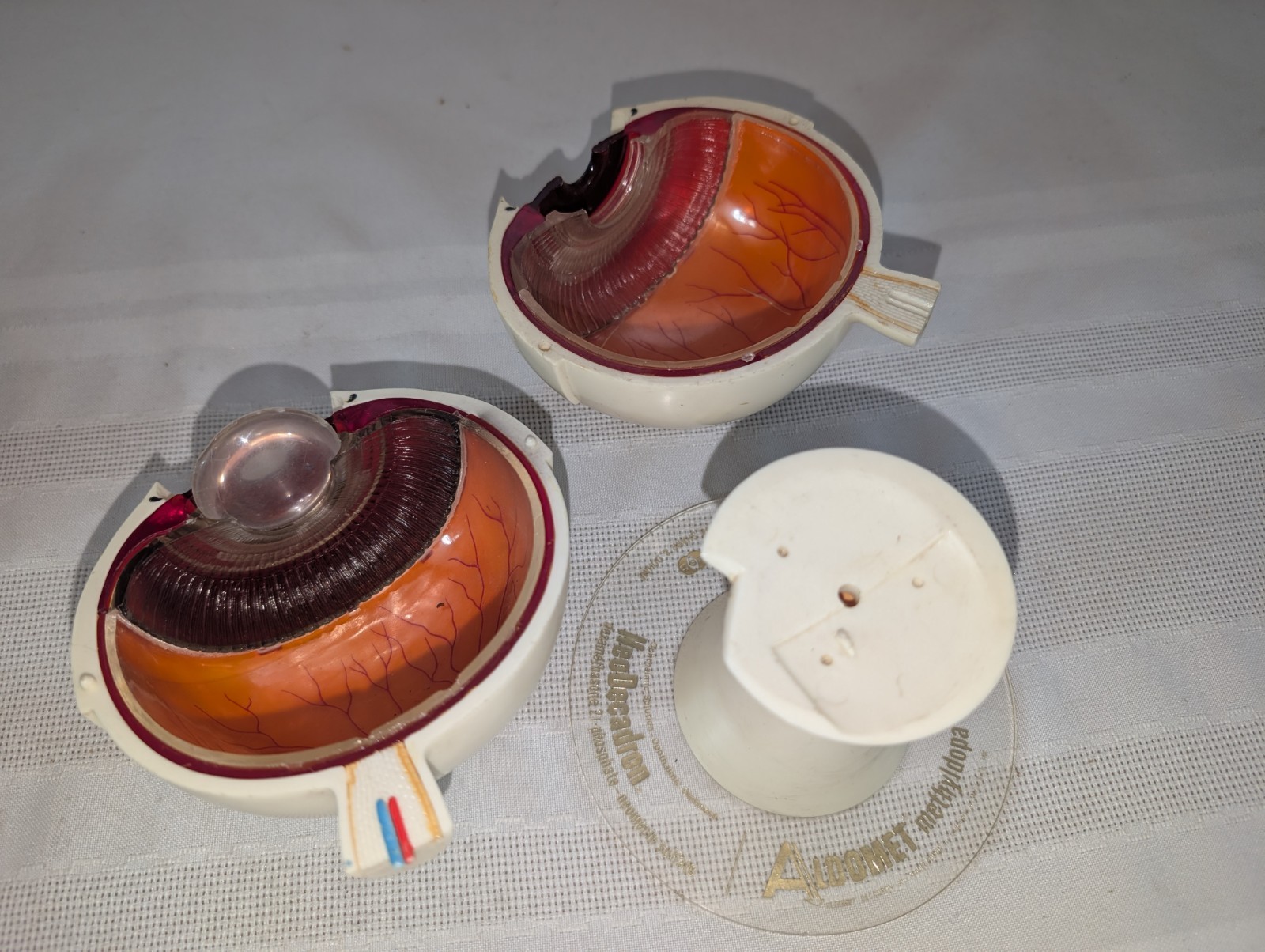 1960s Merck Pharmaceutical Advertising Model “Aldomet Methyldopa” Eye Model