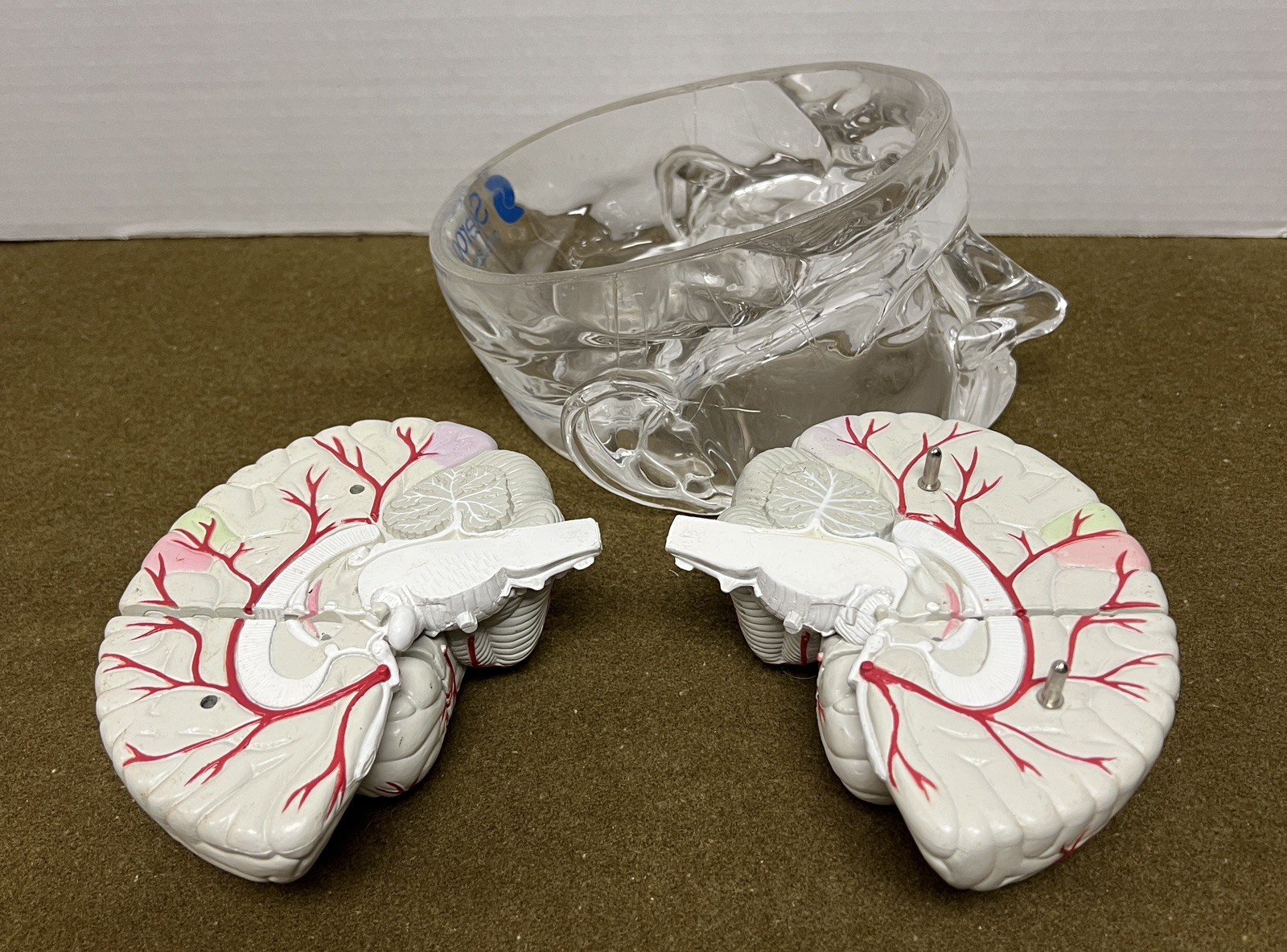 Seroquel Brain Model Pharmaceutical Advertising Display Research