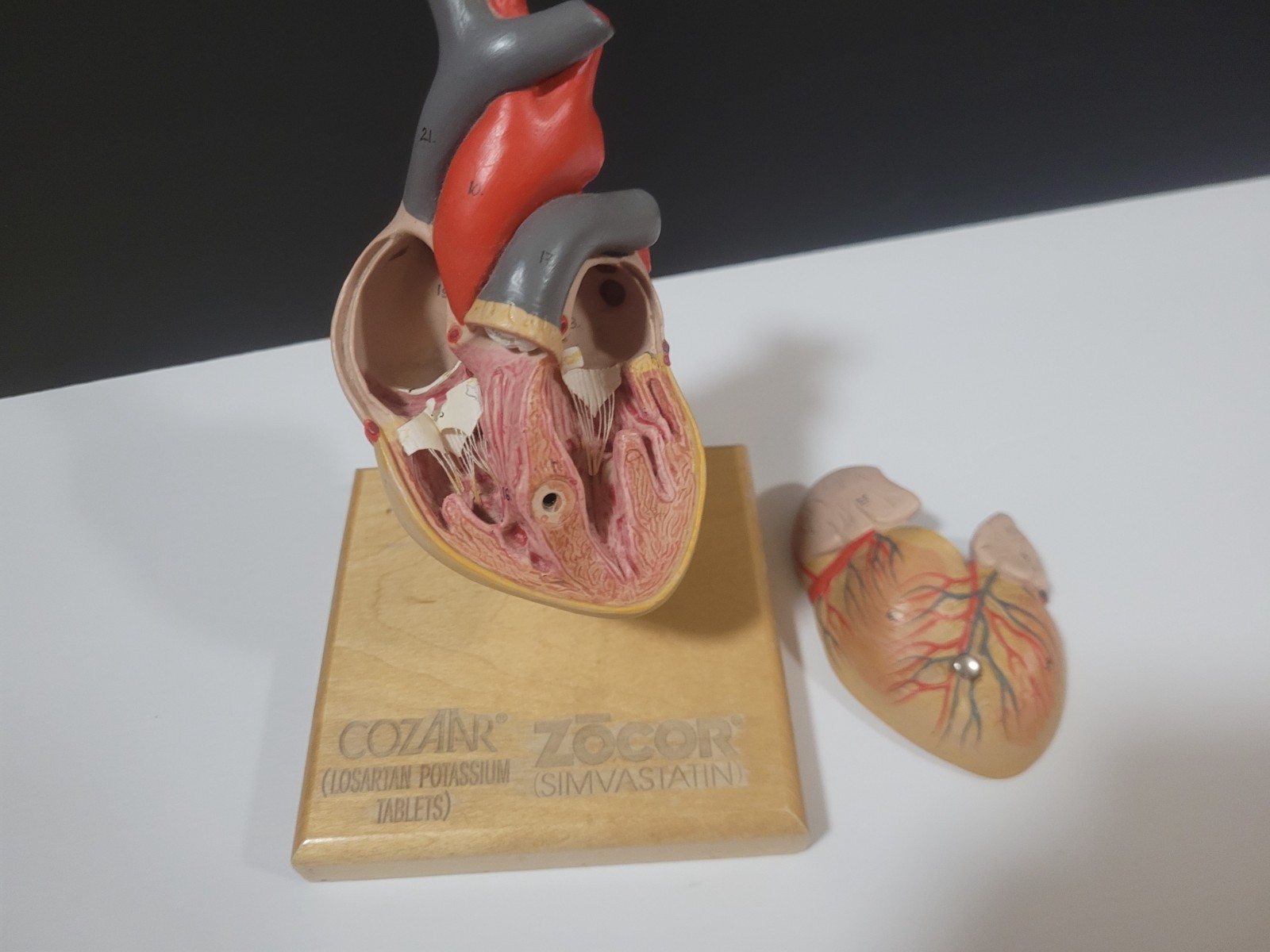 COZAAR ZOCOR Heart Display Model Cardiology Anatomically Labeled Heart