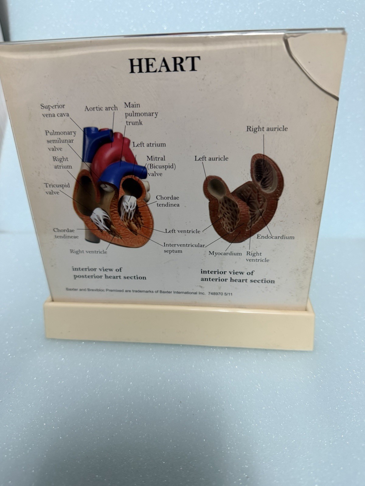 Heart Anatomy Display-drug Advertising-brevibloc-oddity