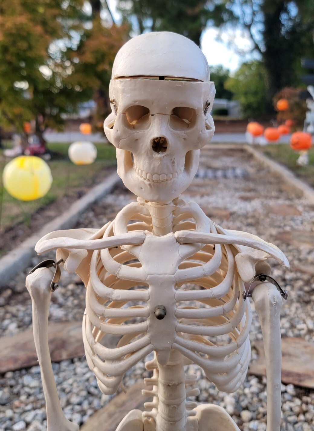 Teaching Display Medical Anatomical Model Skeleton 33” w/ Base Celebrex Pfizer