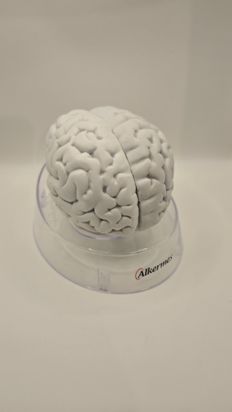 Alkermes Anatomical Brain Model Pharmaceutical Promo Desk Display
