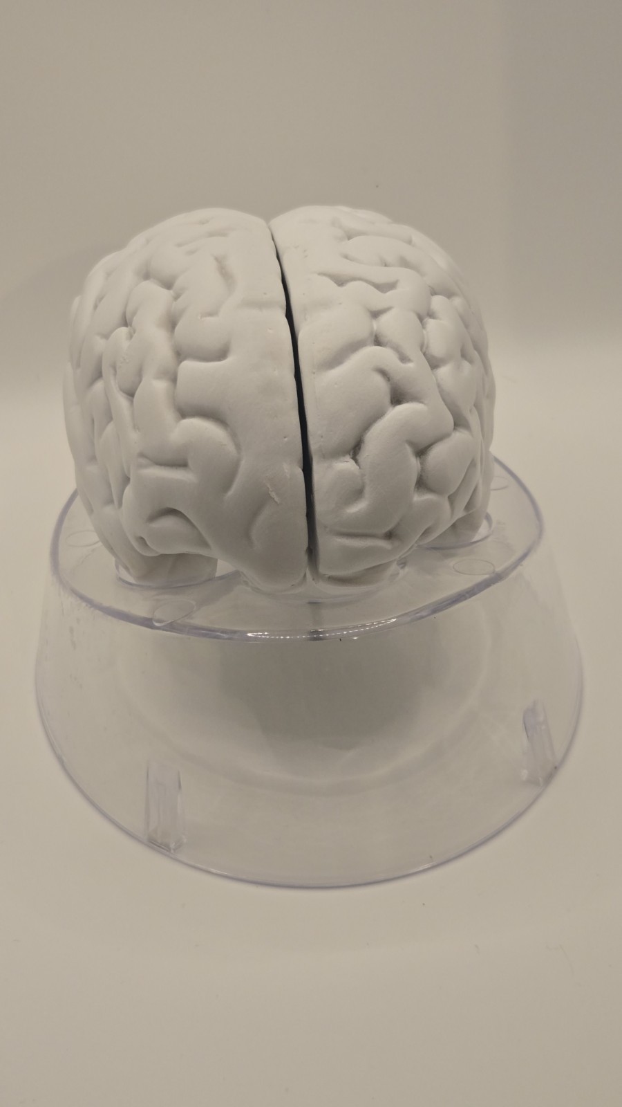 Alkermes Anatomical Brain Model Pharmaceutical Promo Desk Display