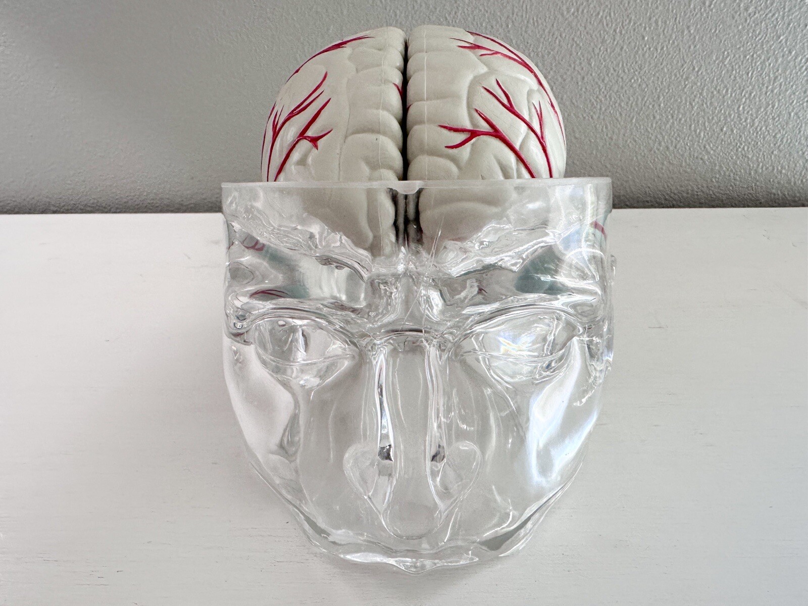 UCB Pharma Lucite Head Skull Brain Model Medical Pharmaceutical Science Display