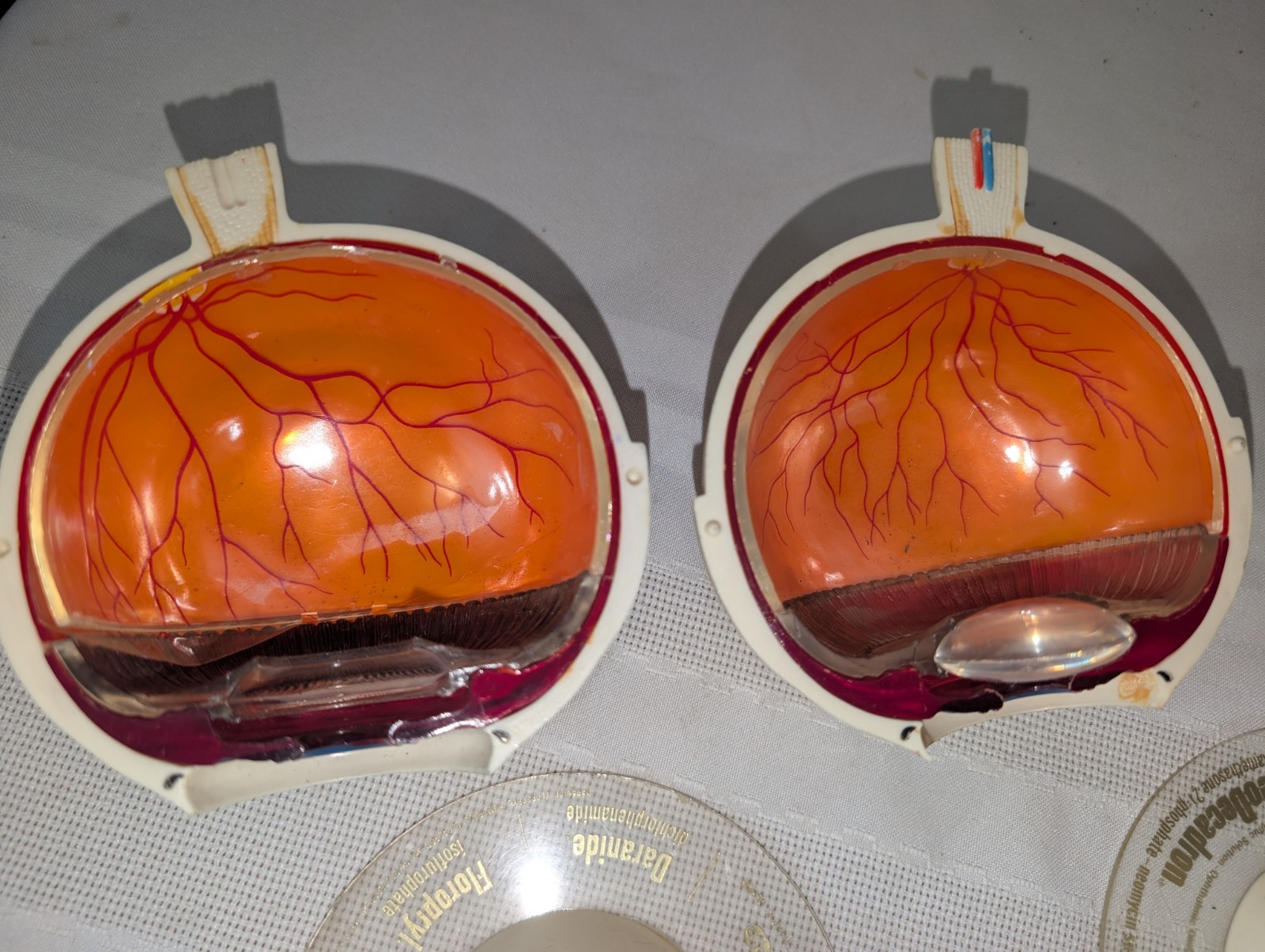 1960s Merck Pharmaceutical Advertising Model “Aldomet Methyldopa” Eye Model