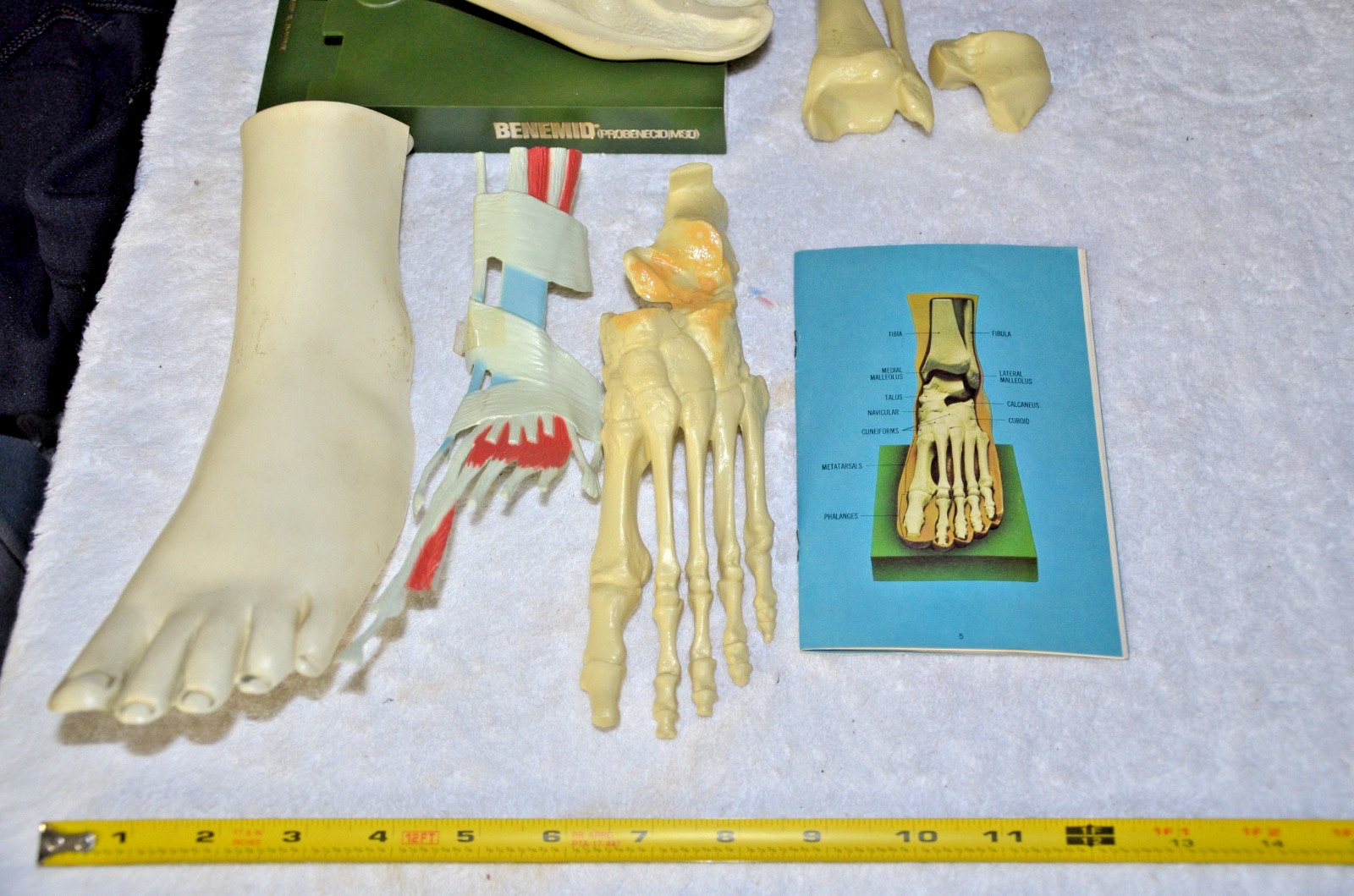 c1960s MEDICAL MODEL Anatomical FOOT Muscles Bones Dohme Indocin
