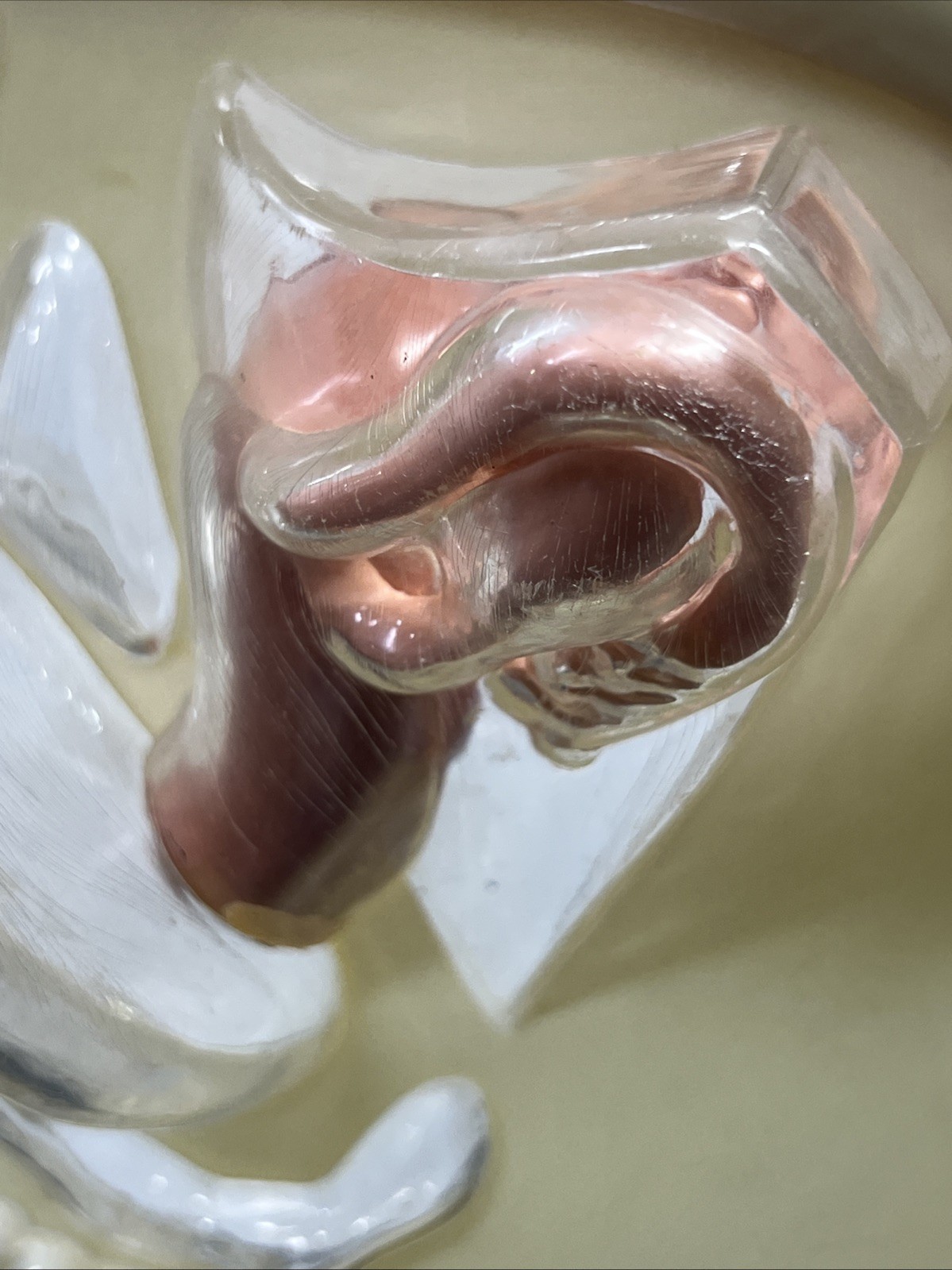 VTG 1950s Female Vaginal Medical Anatomy Model Ortho Pharmaceutical Raritan N.J.