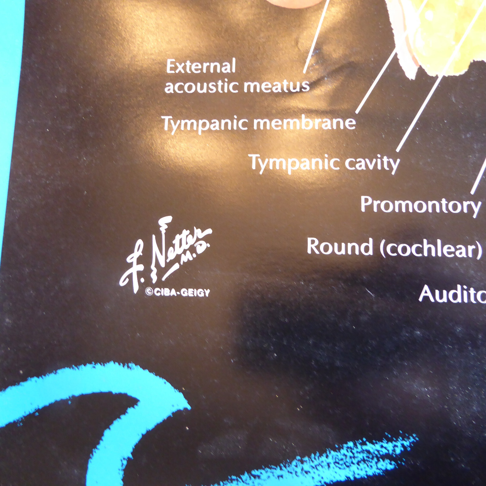 Pharm Ad CIBA Pharmaceutical Drug Ear Anatomy Advertising Medical Display Poster