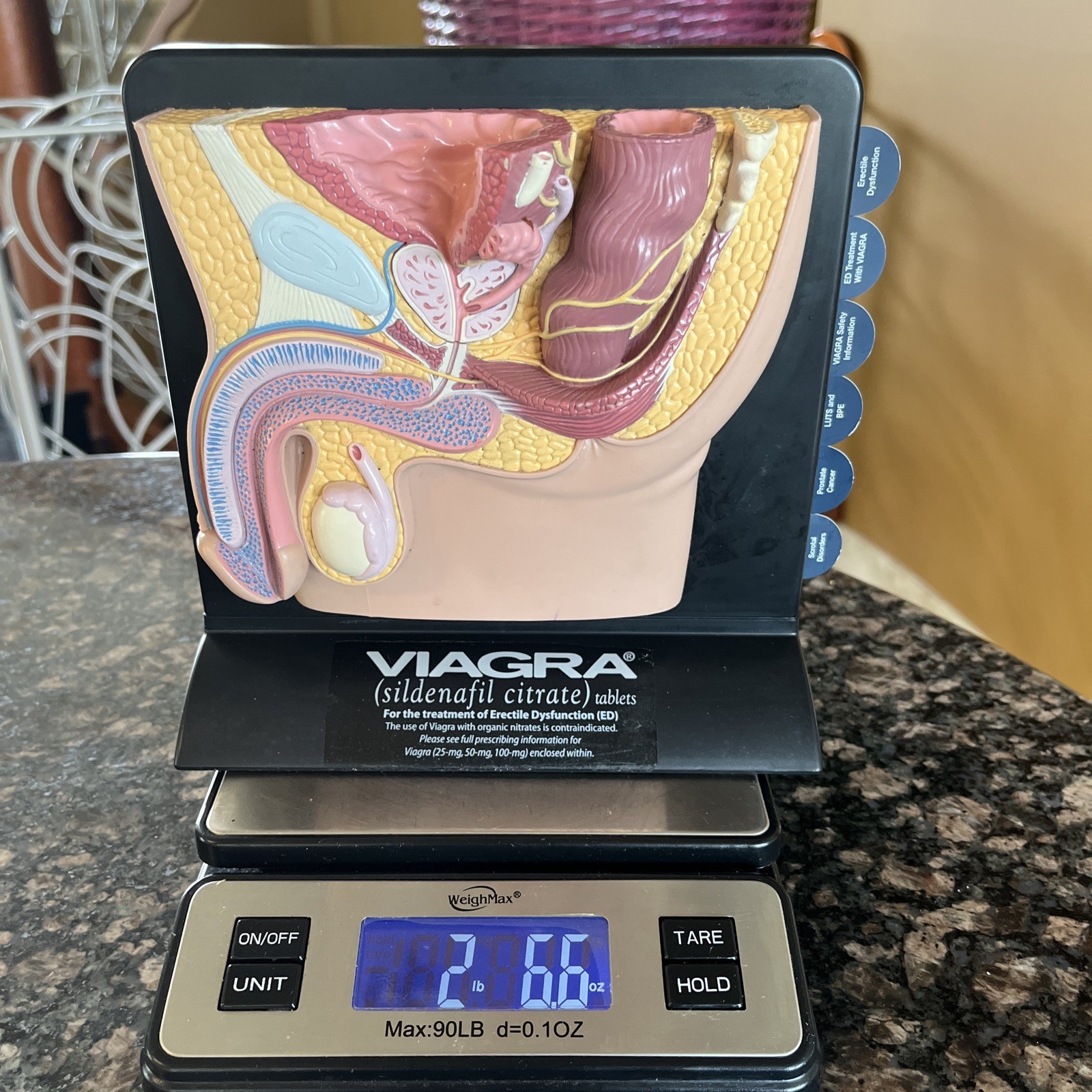 Vintage Viagra Detrol LA s Anatomy Model Pfizer Informational Pull Out Cards