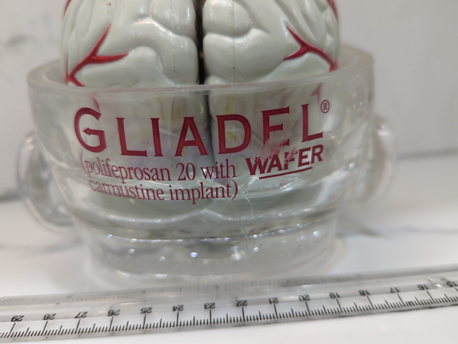 Gliadel Human Brain Anatomy Model w/ Clear Skull PharmaDesign Medical Display
