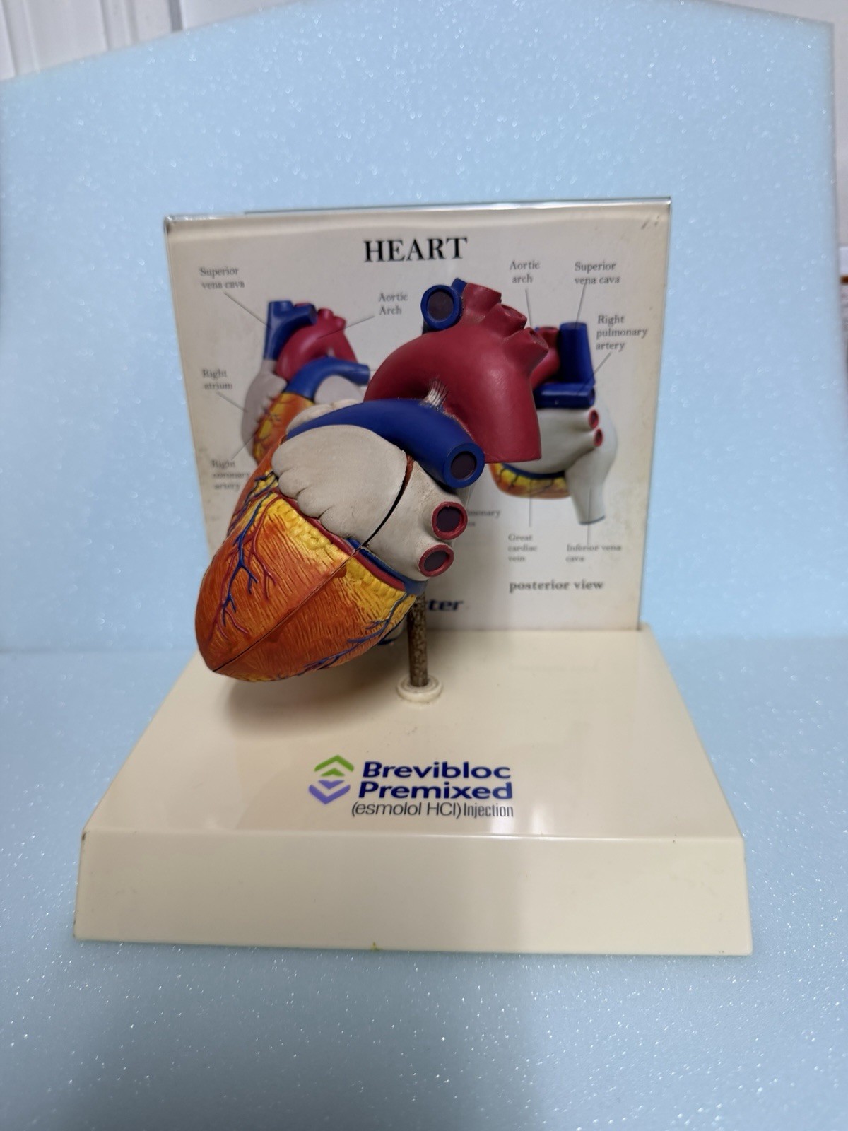 Heart Anatomy Display-drug Advertising-brevibloc-oddity