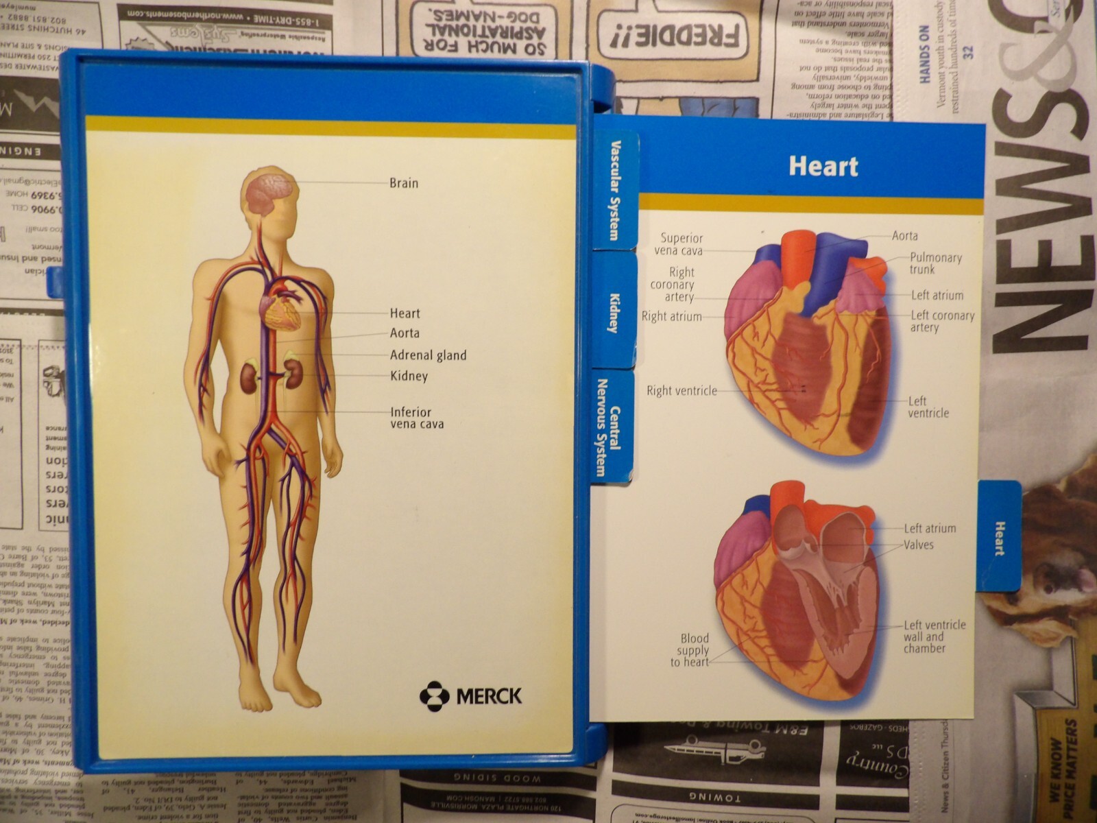 2004 Merck Cozaar Display