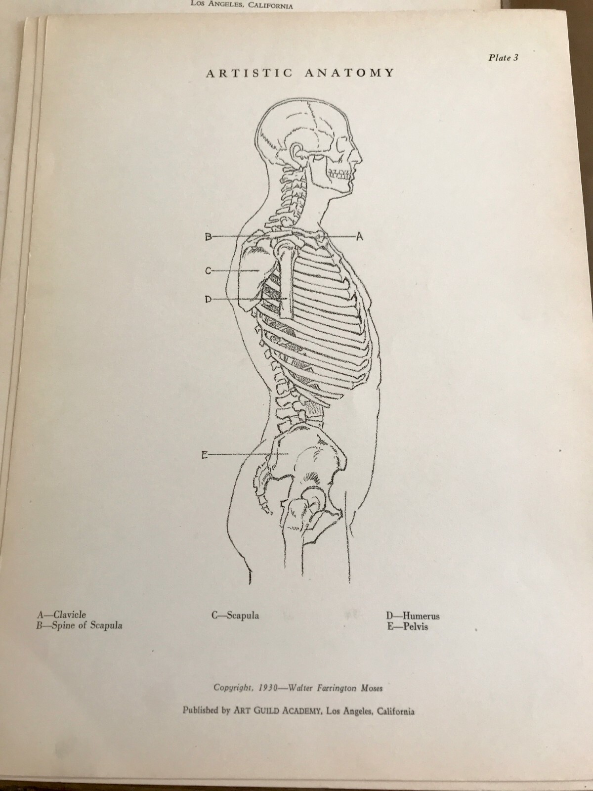 1930 Anatomical drawing Set Of 50 “Plates” From The Art Guild Academy Of LA