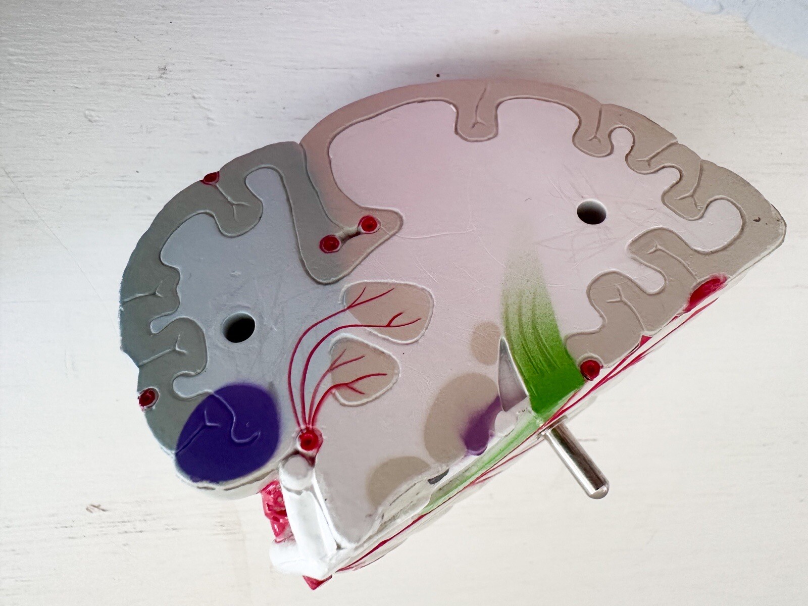 UCB Pharma Lucite Head Skull Brain Model Medical Pharmaceutical Science Display
