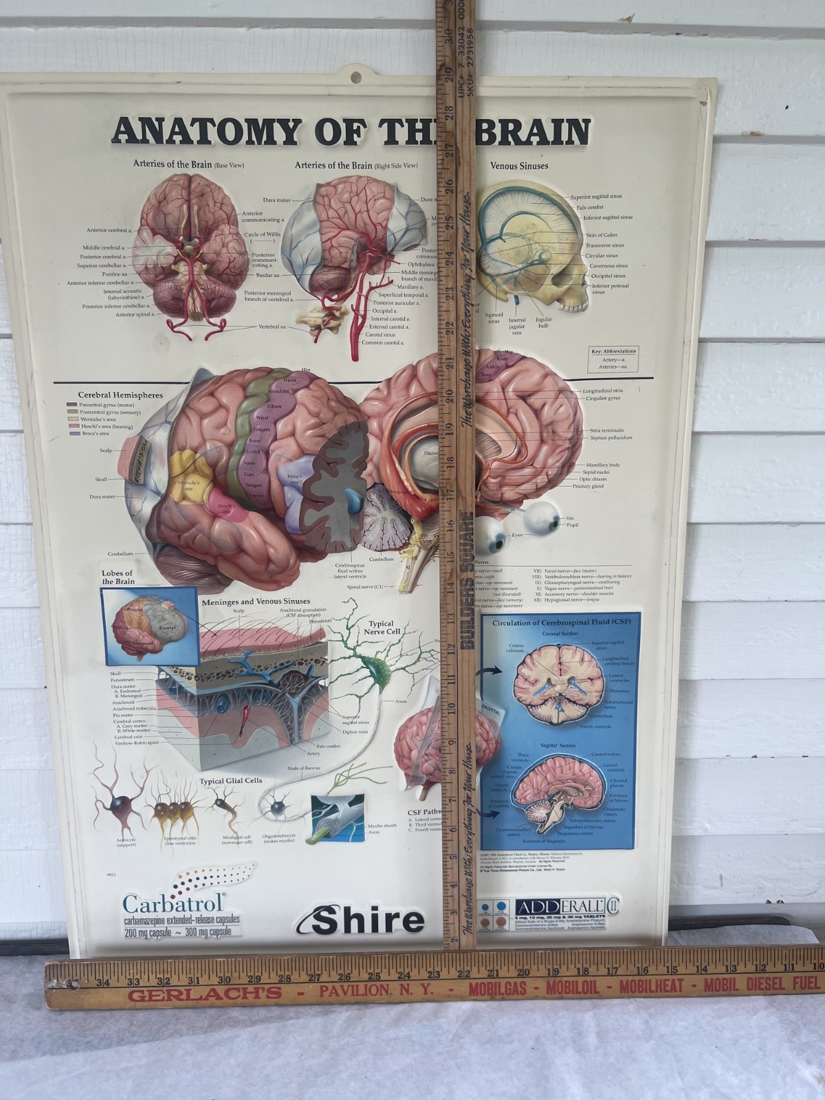 Rare Vintage ADDERALL Shire 3D Anatomy of the Brain Pharmaceutical Medical Chart