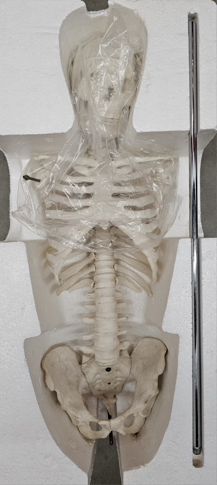 NEW (Vintage) Antique Display Skeleton 33” tall Searle Pfizer + Base COLLECTIBLE