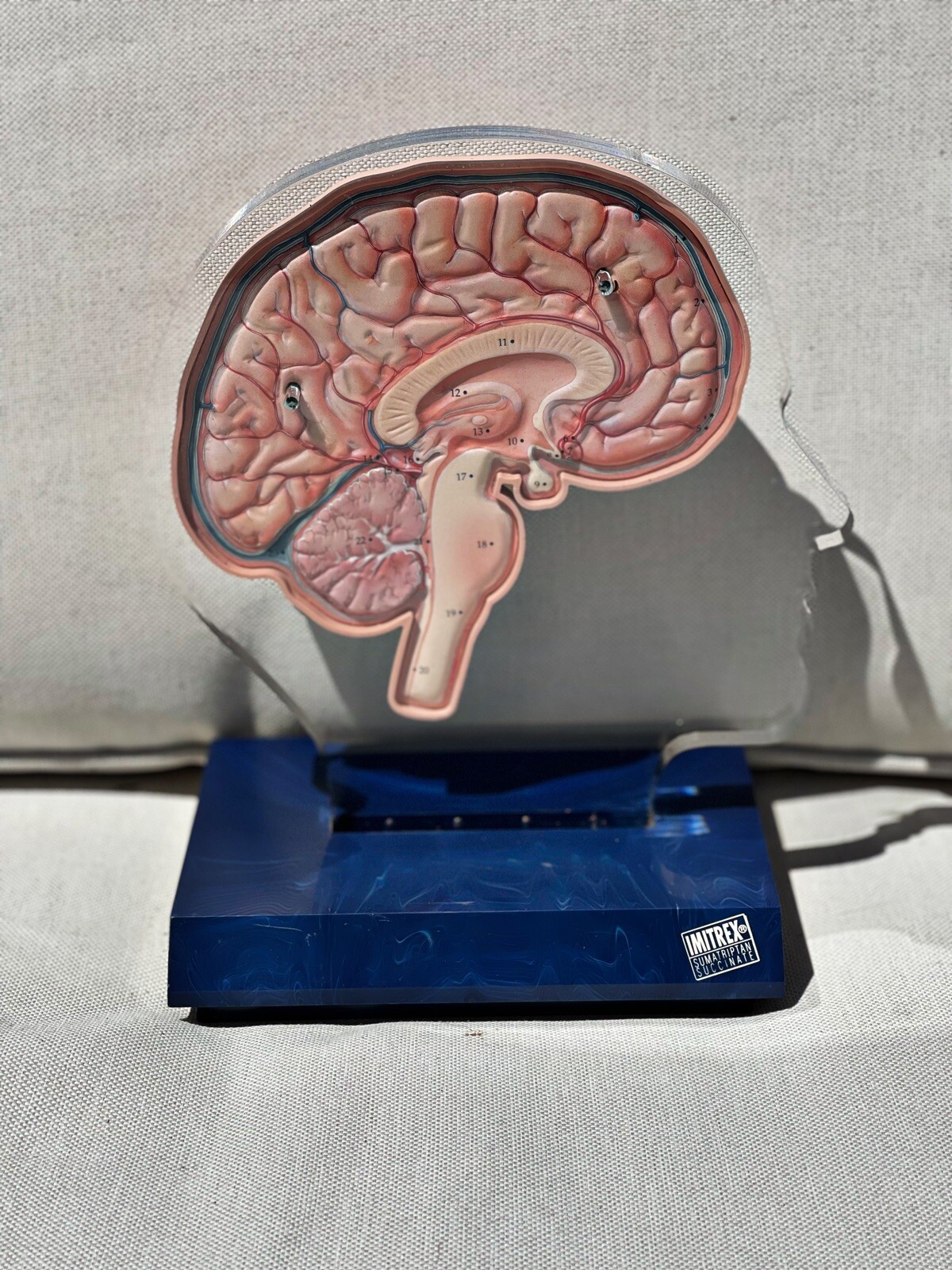 Imitrex 3D 9″ Neuroanatomy Model w Legend Brain Anatomy Medical Advertising