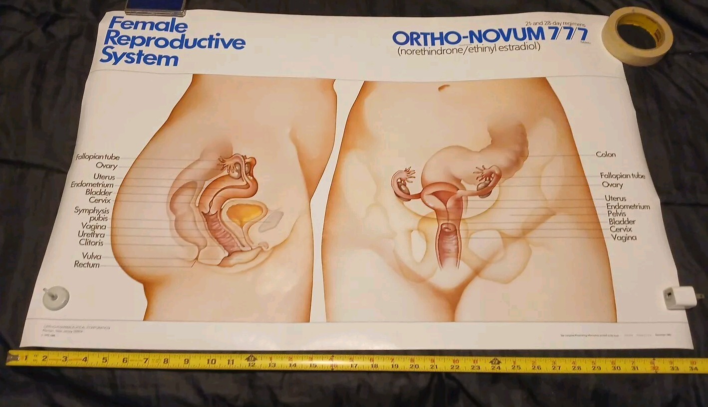 Vinatge 1986 Female Reproductive System ORTHO-NOVUM 777 20×34 Poster ORTHO…