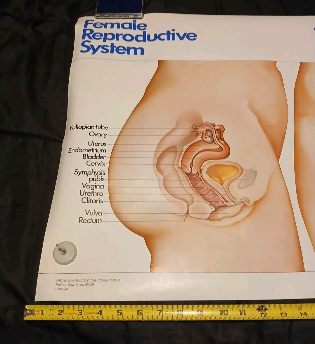 Vinatge 1986 Female Reproductive System ORTHO-NOVUM 777 20×34 Poster ORTHO…