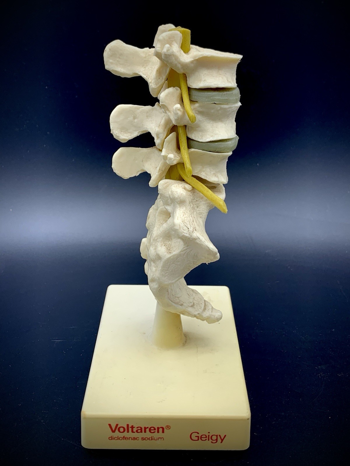 Rare Geigy Voltaren Medical Advertising Spine Model – Anatomical Lumbar/Sacrum