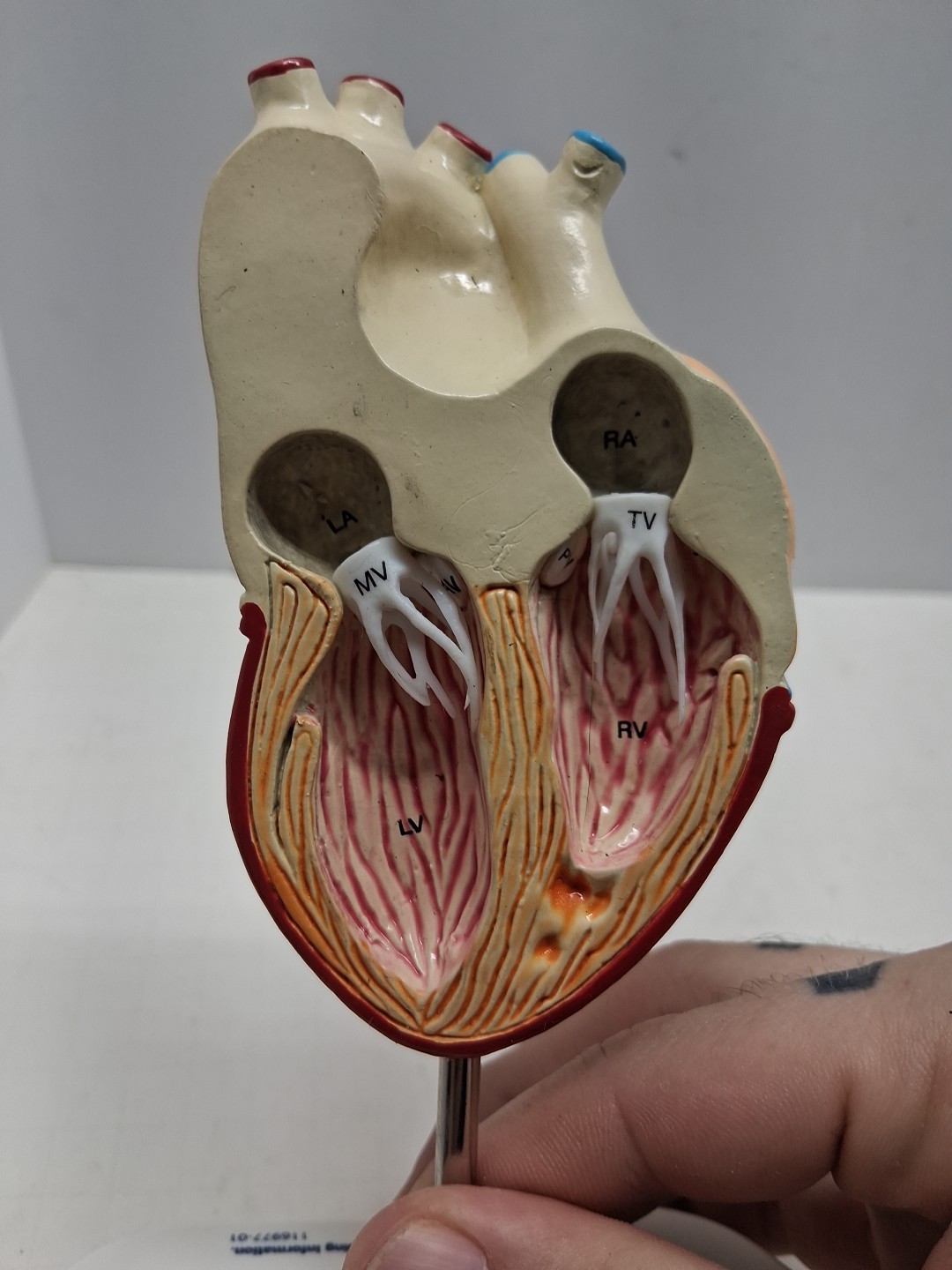Altace Pharmaceutical Heart Diagram Display, Ramipril Capsules, Promotional