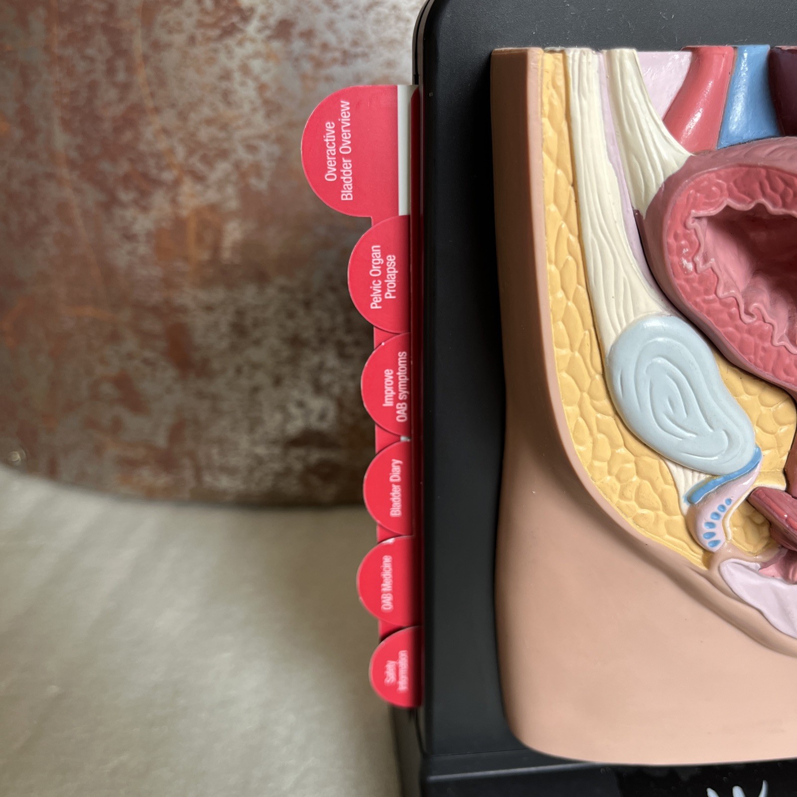 Vintage Viagra Detrol LA s Anatomy Model Pfizer Informational Pull Out Cards