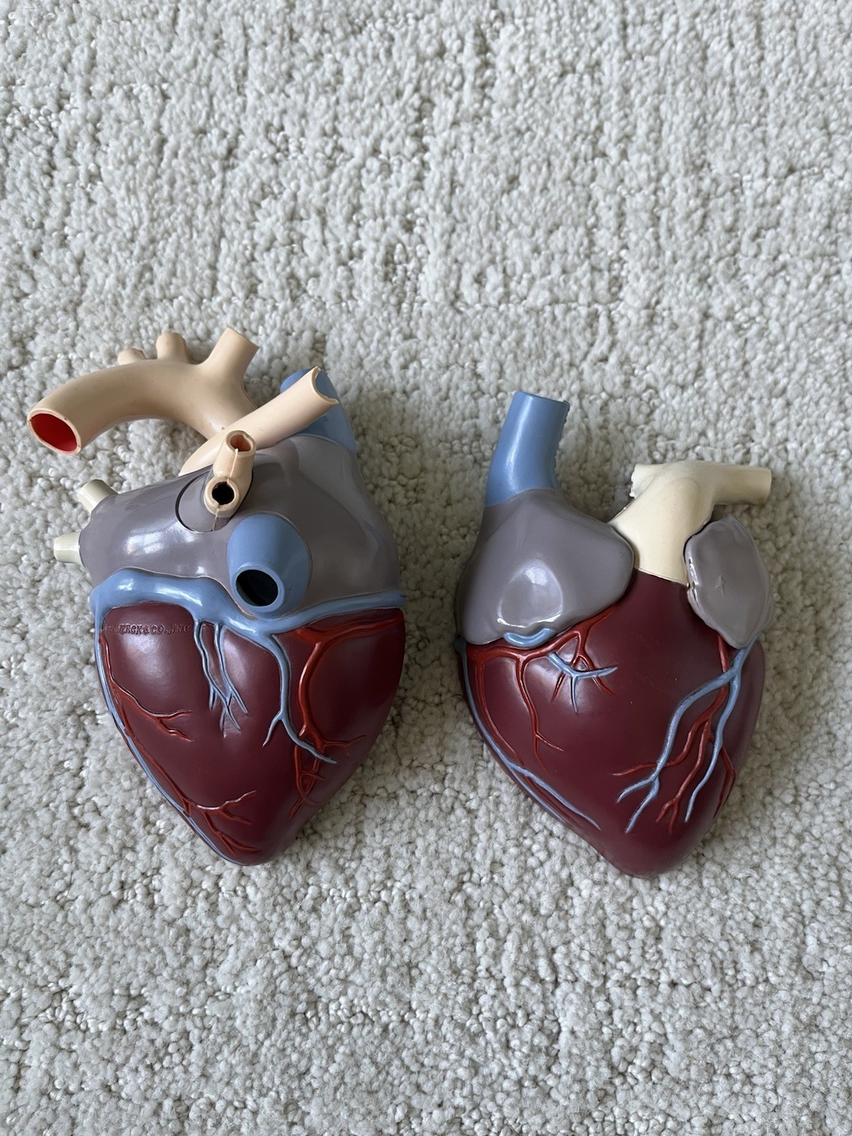 Vintage Merck Sharp Dohme Anatomical Heart Model Diuril Aldomet Drug Rep