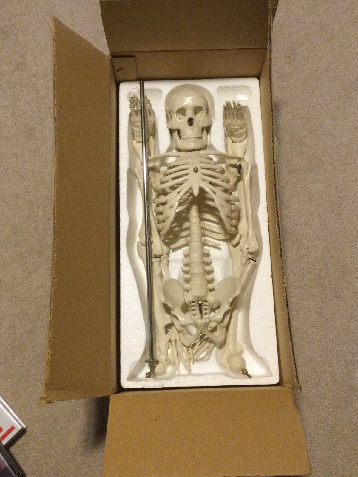 (NEW) Antique Display Skeleton 33” Celebrex With Base Never Displayed before