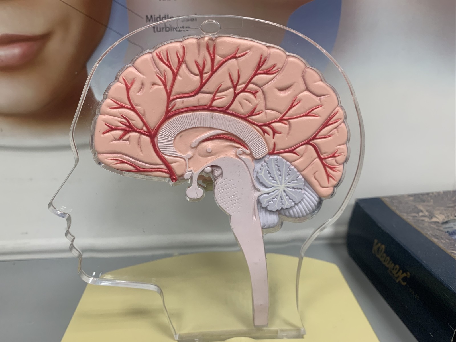Imitrex Anatomical Head With Brain on base Medical Advertising Display
