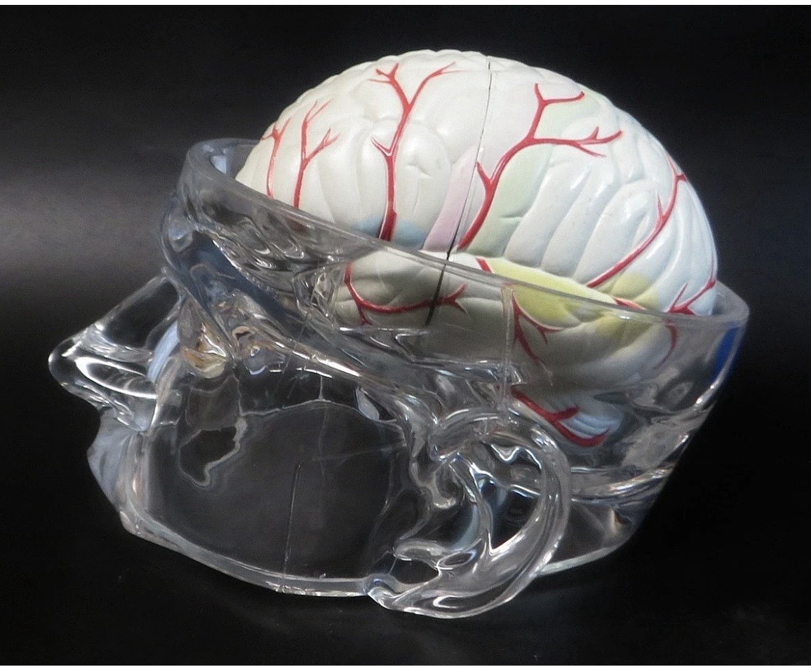 Seroquel Rx Skull Brain Science Model Medical Pharmaceutical Ad Premium Display