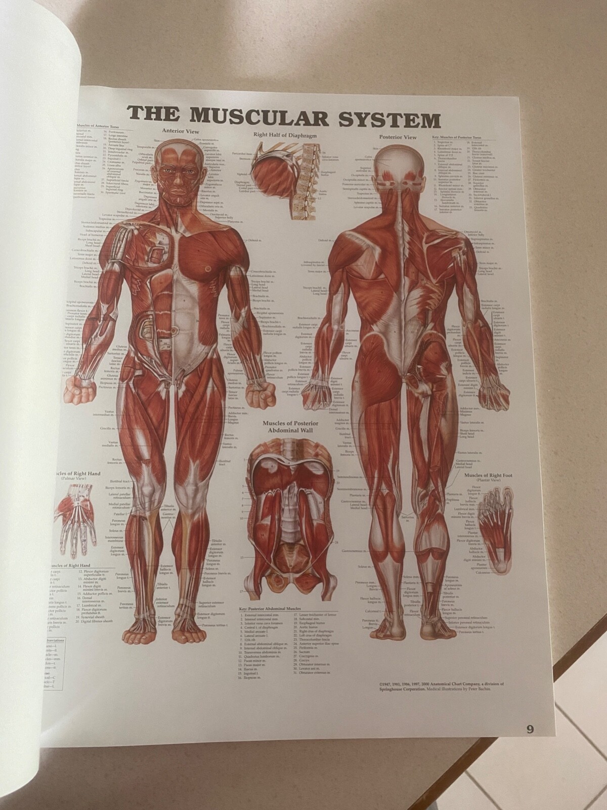 Drug rep 14″X11″ book bound Anatomic Charts