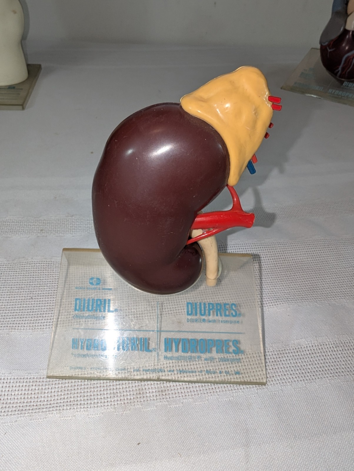 1960s Merck Pharmaceutical Advertising Model “Hydrodiuril Hydropres” Model