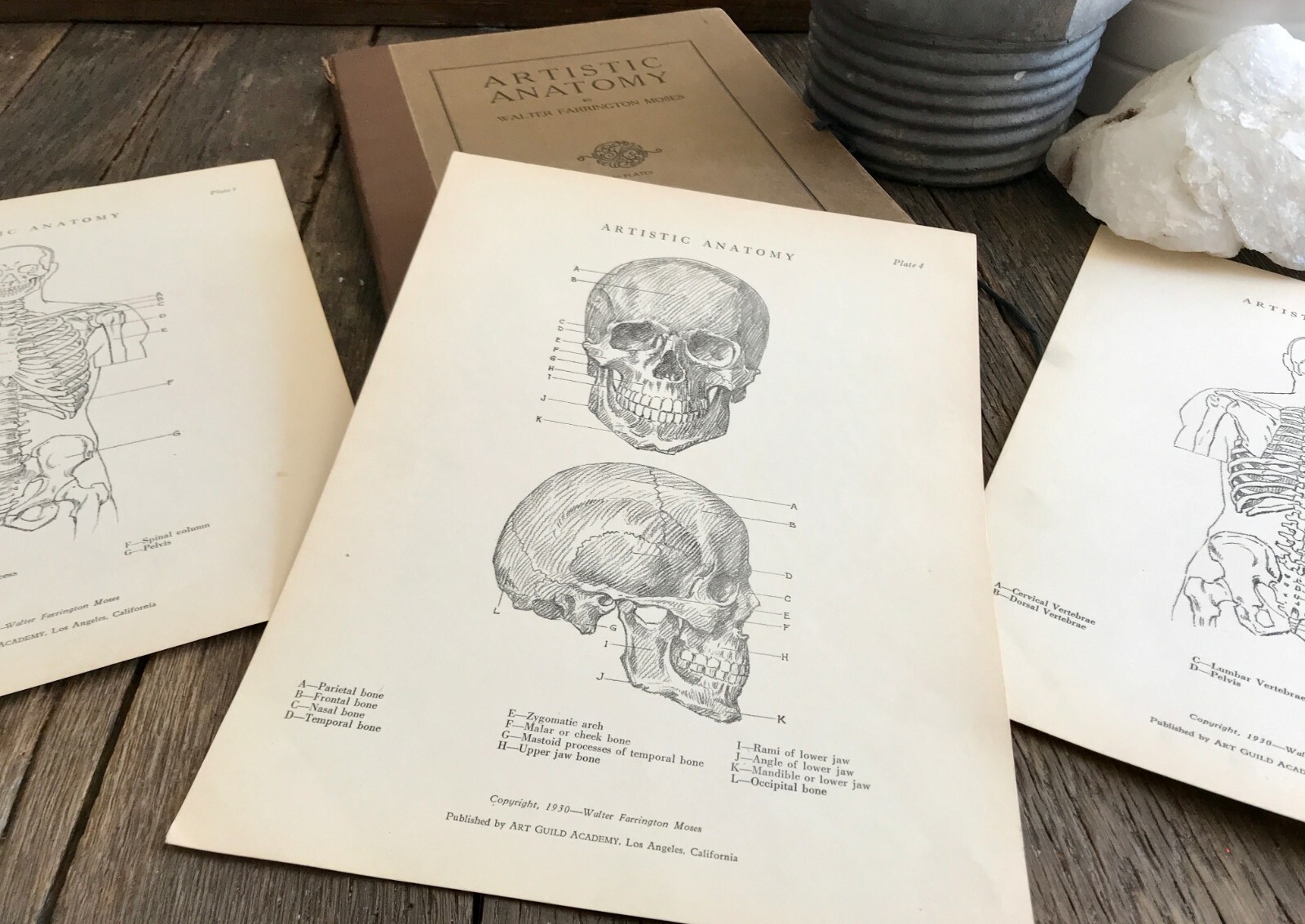 1930 Anatomical drawing Set Of 50 “Plates” From The Art Guild Academy Of LA