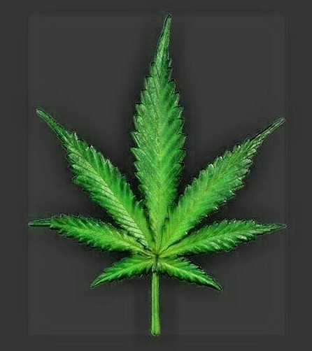 1-meter long CANNABIS LEAF Wall Display Sculpture MARIJUANA Class B Drug Weed