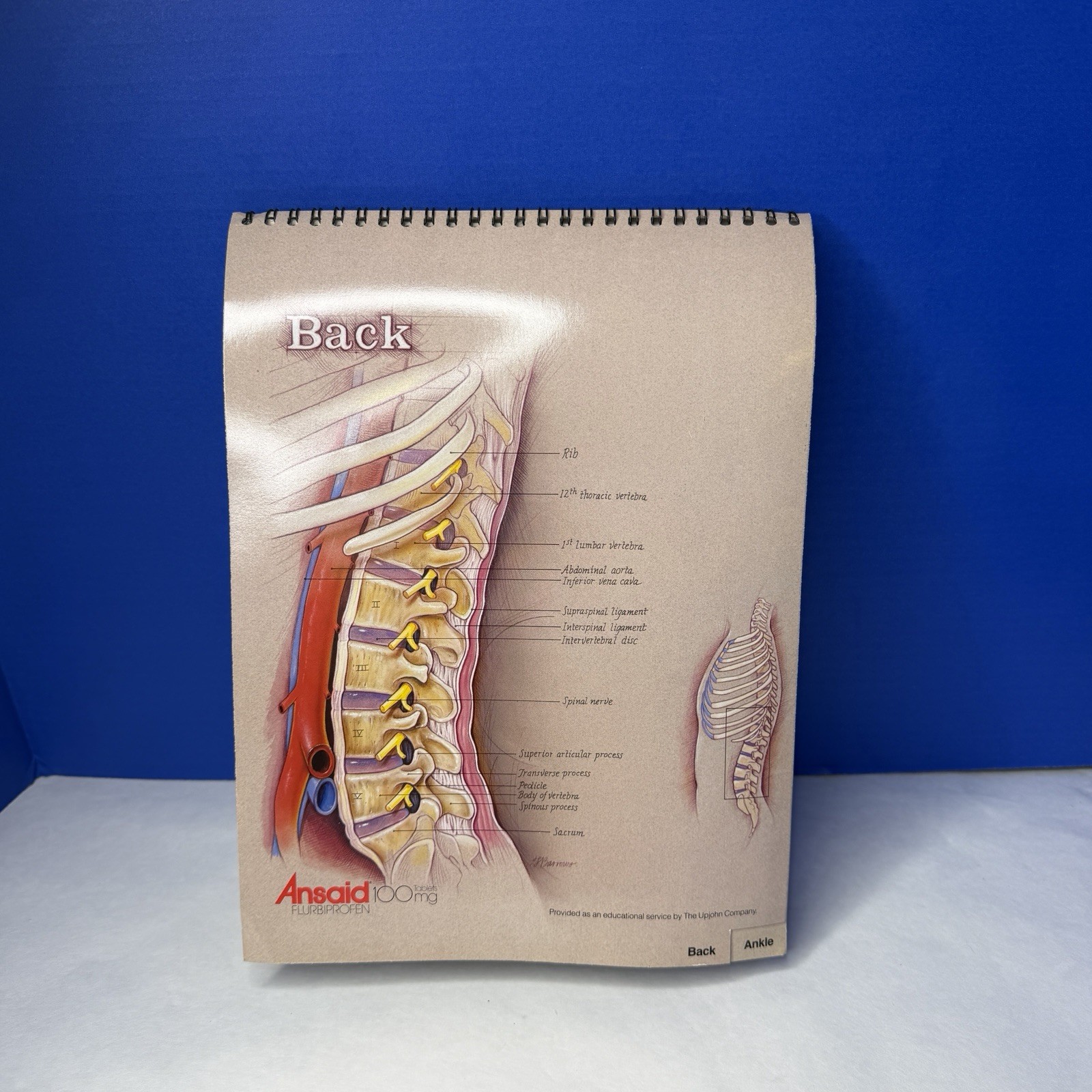 Ansaid Pain Medicine Anatomical Charts Drug Rep Ad Promo Pharma Marketing 1980s