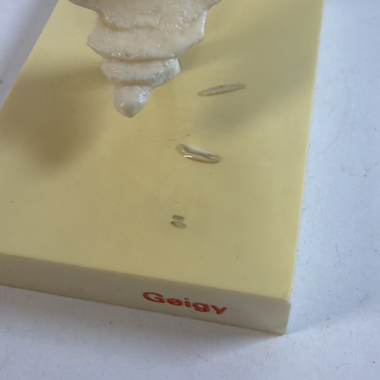 VINTAGE GEIGY Lumbar Spine Anatomical Model Medical School Doctor Display