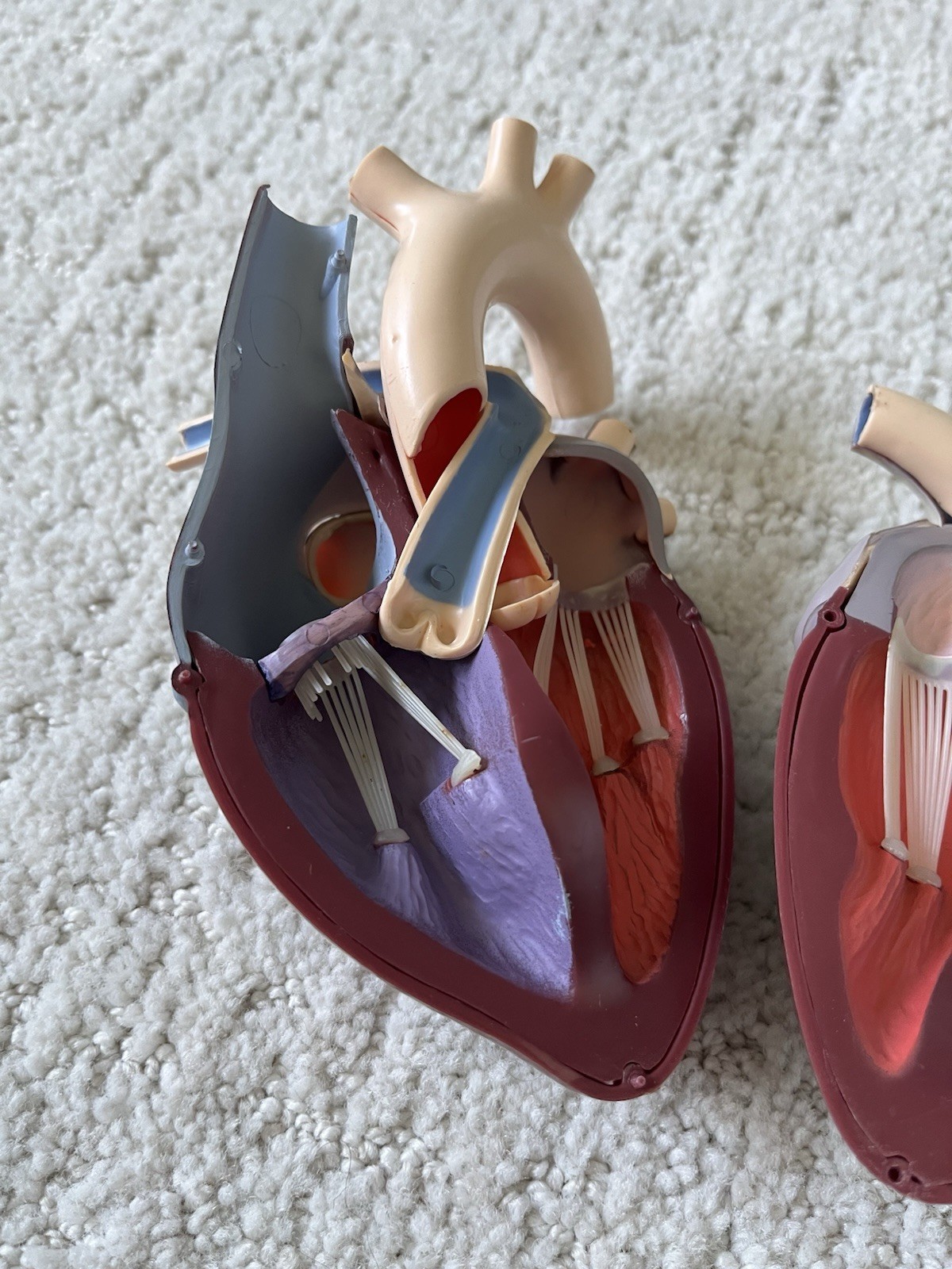 Vintage Merck Sharp Dohme Anatomical Heart Model Diuril Aldomet Drug Rep