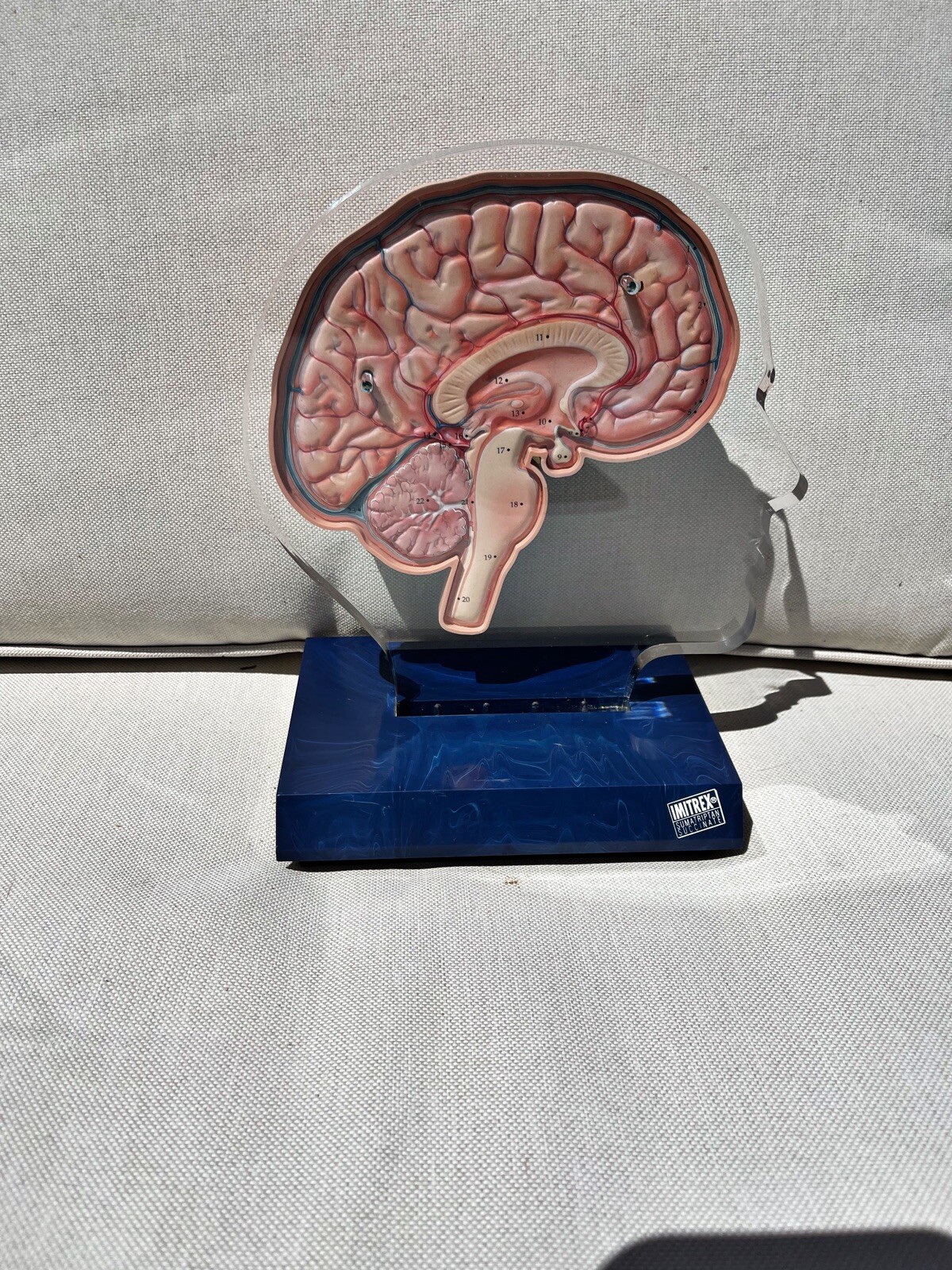 Imitrex 3D 9″ Neuroanatomy Model w Legend Brain Anatomy Medical Advertising