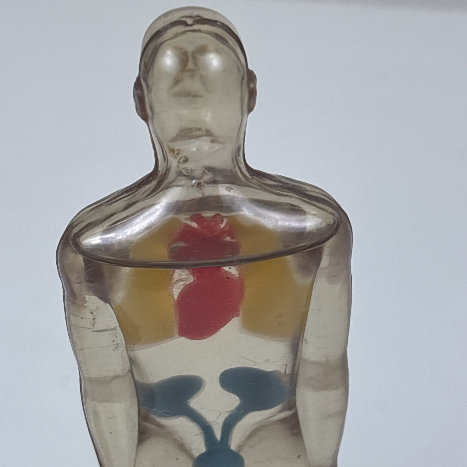 Vintage Diuril Hydro Male Medical Anatomy, 6.5″ Female Waist Measurement Rep