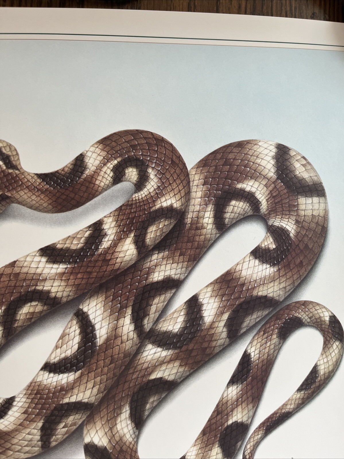 Vintage 1991 Pit Viper Venom Pharmacy History Pharmacist Poster Afrin Promo Swag