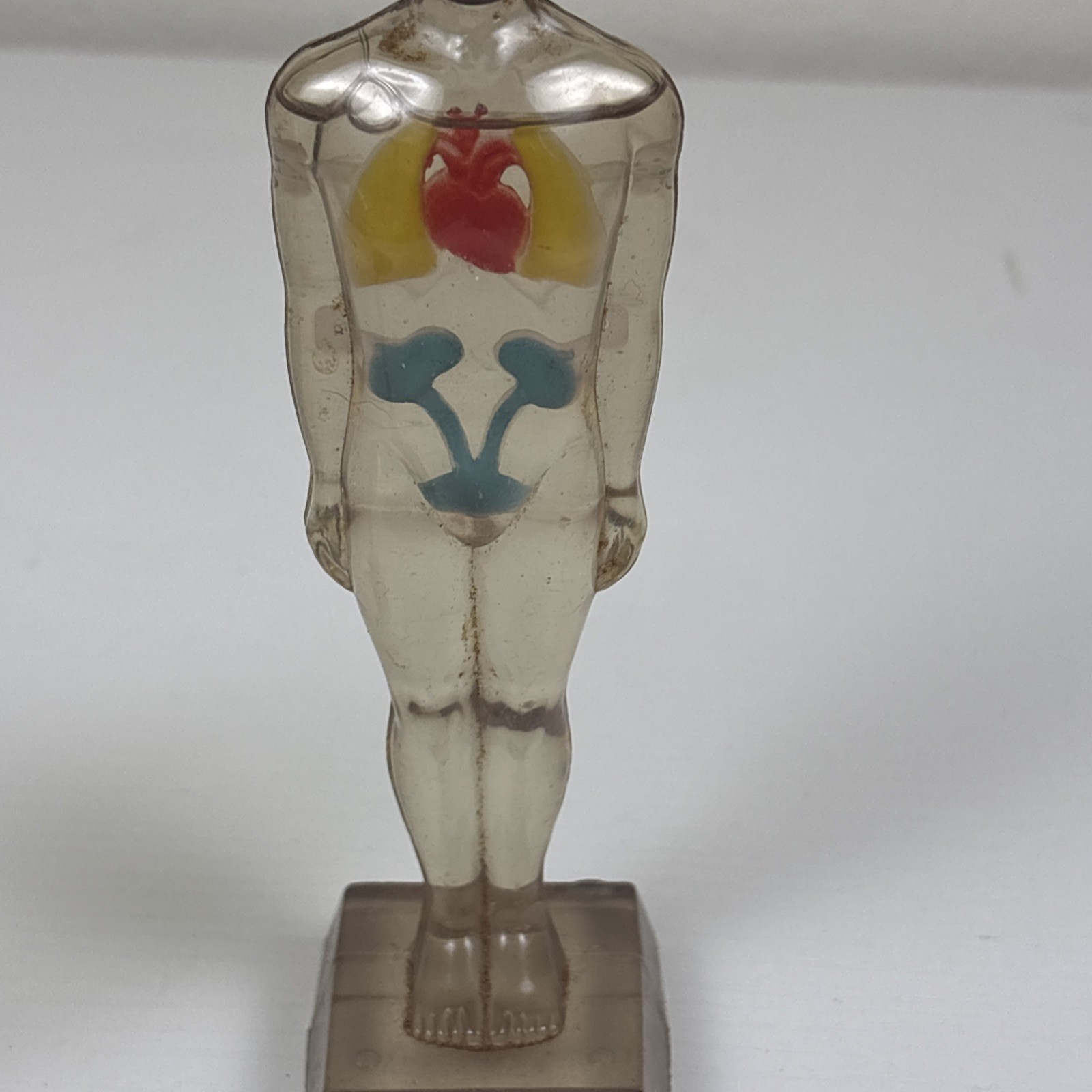 Vintage Diuril Hydro Male Medical Anatomy, 6.5″ Female Waist Measurement Rep