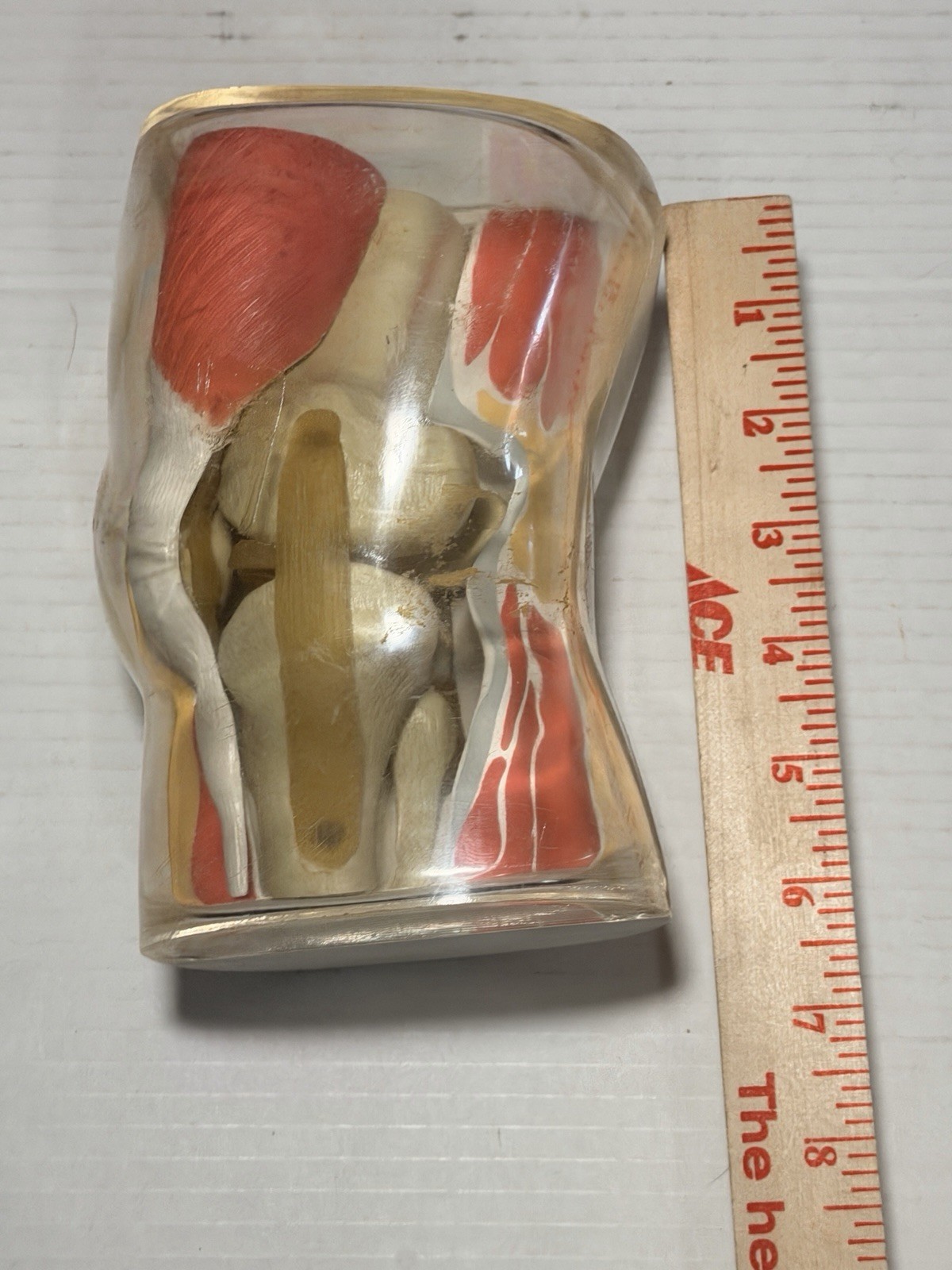 Vintage 1962 Plastic Knee Model Merck & Co Medical Scale Model